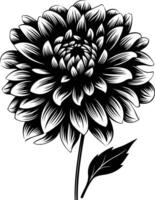 Elegant black and white silhouette of a single dahlia flower vector