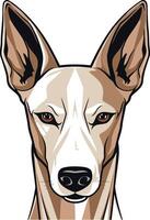 Close-up portrait of a ibizan hound, with a sharp, intelligent gaze and alert ears vector