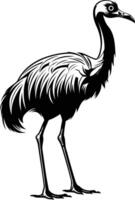 Black and white illustration of an emu, a large flightless bird native to australia vector