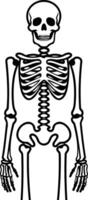A simple, clean illustration of a human skeleton in black and white vector