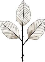 Elegant, minimalist illustration of three leaves on a branch vector
