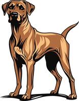 Illustration of a Brown Rhodesian Ridgeback vector