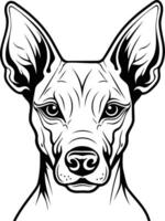 Black and white line art portrait of a xoloitzcuintli dog, showcasing its distinctive features and captivating gaze vector