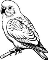 Line drawing illustration of a parakeet, perfect for coloring pages, tattoo designs, or as a whimsical graphic element vector
