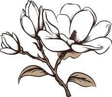 Elegant line drawing of a magnolia flower and buds vector