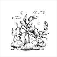 Sea composition with algae, stones, crab. illustration isolated on white background. vector