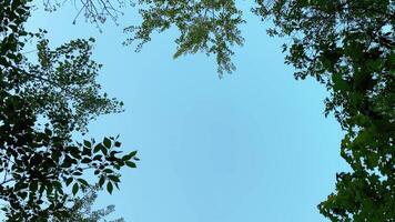 Tree crowns swirling against the sky, bottom up view photo