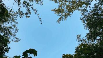Leaves and branches of trees swirl against the sky, view from bottom to top. photo