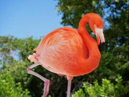 Flamingo on the Aruba beach close up photo
