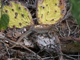 Blue lizard crawling on a cactus photo