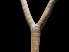 Forked tree trunk isolated on black background. Y-form, Y shape, slingshot tree brunch photo