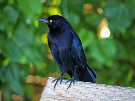 Black bird at the background of green leaves photo