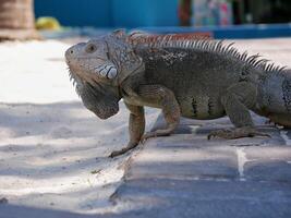 Huge iguana lizard on the beach in Aruba photo