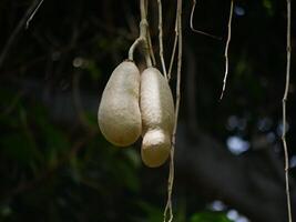 Two fruits of Kigelia africana sausage tree hanging on a tree in sunlight in botanical garden Tenerife photo