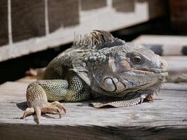Huge iguana lizard on the beach in Aruba photo