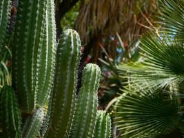 A large cactus in a botanical garden in Puerto de la Cruz, La Orotava, Tenerife photo