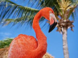 Flamingo on the Aruba beach close up photo