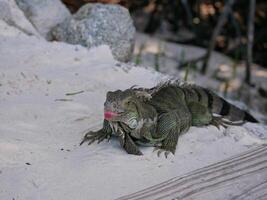Huge iguana lizard on the beach in Aruba photo