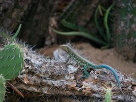 Blue lizard crawling on a cactus photo