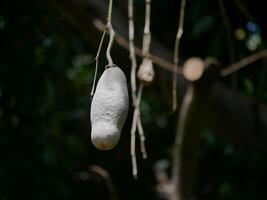Fruit of Kigelia africana sausage tree hanging on a tree in sunlight in botanical garden Tenerife photo