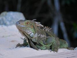 Huge iguana lizard on the beach in Aruba photo