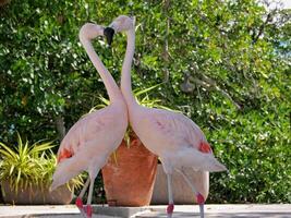 Two flamingos admire kissing each other. A heart form between them. Flamingo couple in love photo