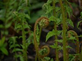 Young fern shoots at the blurred green background photo