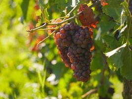Ripe wine grapes hanging on vine in grape leaves. Close-up bunch of red blue grape growing in vineyard. Autumn harvest of grapes. Grapes cultivation for the production of wine photo
