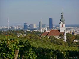 Vineyard rows during harvest season against the backdrop of the church panorama. Grapes cultivation for the production of wine in vineyards in Vienna, Kahlenberg mountain photo