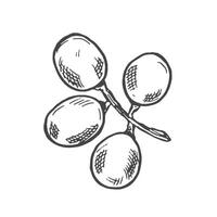Branch of ripe grapes hand engraving. Grapevine with berries and leaf clip art. Hand drawn ink sketch of grape bunch vector