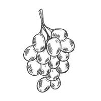 Branch of ripe grapes hand engraving. Grapevine with berries and leaf clip art. Hand drawn ink sketch of grape bunch vector