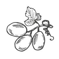 Branch of ripe grapes hand engraving. Grapevine with berries and leaf clip art. Hand drawn ink sketch of grape bunch vector
