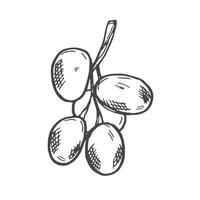 Branch of ripe grapes hand engraving. Grapevine with berries and leaf clip art. Hand drawn ink sketch of grape bunch vector