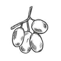 Branch of ripe grapes hand engraving. Grapevine with berries and leaf clip art. Hand drawn ink sketch of grape bunch vector