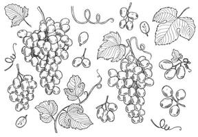 Grape bunch collection. Elements of grapes isolated on white background. Botanical elements isolated against white. sketch illustration. vector