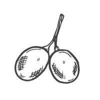 Branch of ripe grapes hand engraving. Grapevine with berries and leaf clip art. Hand drawn ink sketch of grape bunch vector