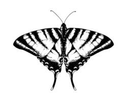 Butterfly podalirius swallowtail. Hand drawn illustration. Black and white graphic clip art on a background. Drawing of an insect with spread wings. Flying papilio sketch. For printing vector
