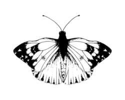 Butterfly Pieridae. Hand drawn illustration. Black and white graphic clip art on a background. Drawing of an insect with spread wings. Flying papilio sketch. For printing vector