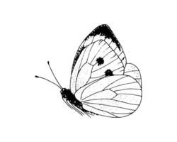 Butterfly Pieridae. Hand drawn illustration. Black and white graphic clip art on isolated background. Drawing of an insect sitting with folded wings. Sketch for coloring books and cards vector