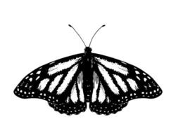 Butterfly monarch. Hand drawn illustration. Black and white graphic clip art on a background. Drawing of an insect with spread wings. Flying papilio sketch. For stickers or transfer tattoos vector