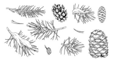 set of Christmas plants on white background. A hand drawn collection of coniferous branches, including fir and pine with pinecones. The line art captures the spirit of winter vector