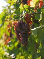 Ripe wine grapes hanging on vine in grape leaves. Close-up bunch of red blue grape growing in vineyard. Autumn harvest of grapes. Grapes cultivation for the production of wine photo