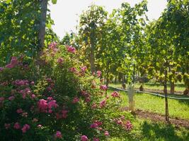 Pink rose bush growing in vineyard rows. Grapes cultivation for the production of wine in vineyards in Vienna. The concept of traditional agriculture of Austria photo
