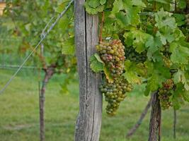 Ripe wine grapes hanging on vine in grape leaves. Close-up bunch of white green grape growing in vineyard. Autumn harvest of grapes. Grapes cultivation for the production of wine photo