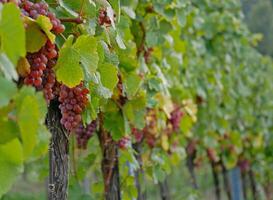 Ripe wine grapes hanging on vine in grape leaves. Close-up bunch of red blue grape growing in vineyard. Autumn harvest of grapes. Grapes cultivation for the production of wine photo