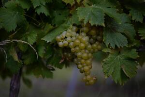 Ripe wine grapes hanging on vine in grape leaves. Close-up bunch of white green grape growing in vineyard. Autumn harvest of grapes. Grapes cultivation for the production of wine photo
