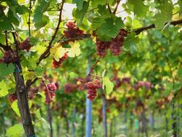 Ripe wine grapes hanging on vine in grape leaves. Close-up bunch of red blue grape growing in vineyard. Autumn harvest of grapes. Grapes cultivation for the production of wine photo