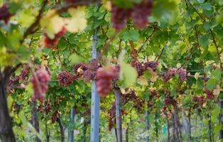 Ripe wine grapes hanging on vine in grape leaves. Close-up bunch of red blue grape growing in vineyard. Autumn harvest of grapes. Grapes cultivation for the production of wine photo