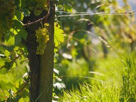Ripe wine grapes hanging on vine in grape leaves. Close-up bunch of white green grape growing in vineyard. Autumn harvest of grapes. Grapes cultivation for the production of wine photo