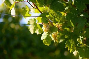 Ripe wine grapes hanging on vine in grape leaves. Close-up bunch of white green grape growing in vineyard. Autumn harvest of grapes. Grapes cultivation for the production of wine photo